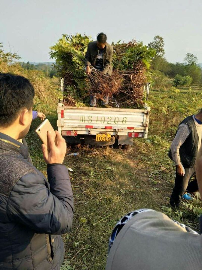 正宗大竹巴山红香椿，二郎红香椿苗，红叶香椿苗大量供应！