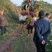 正宗大竹巴山红香椿，二郎红香椿苗，红叶香椿苗大量供应！