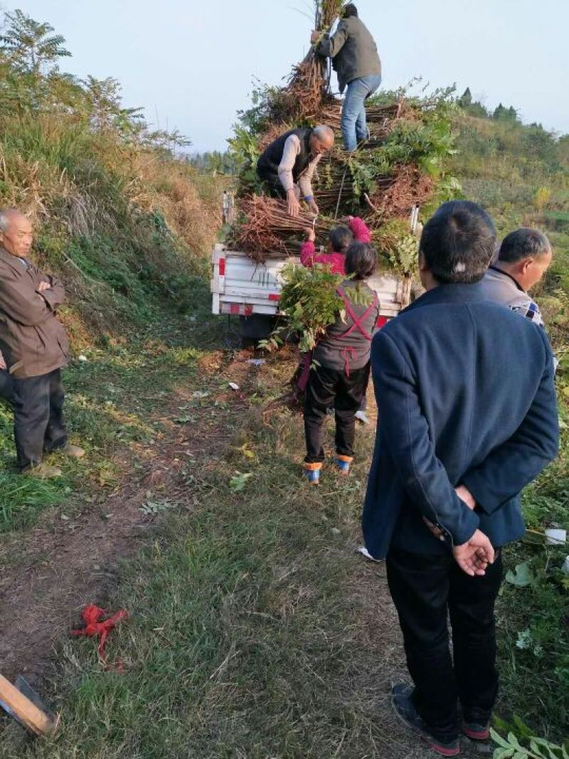 正宗大竹巴山红香椿，二郎红香椿苗，红叶香椿苗大量供应！