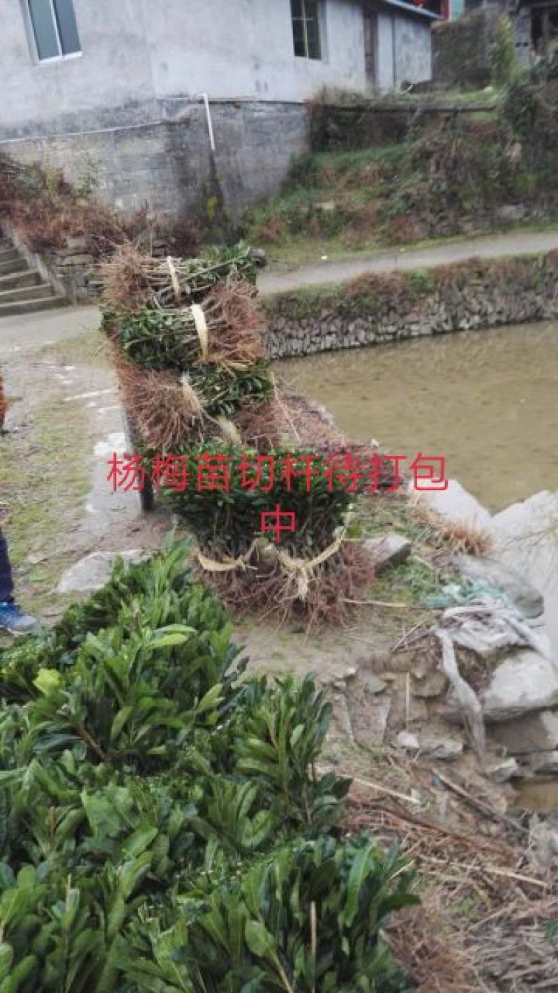 包邮东魁杨梅树台梅，黑炭，大果产地直发提供技术支持