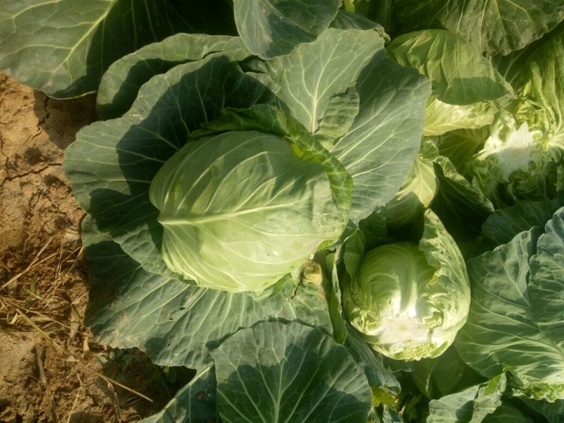 圆包菜河南甘蓝菜，产地新野，货优价廉0.5~1.5公斤