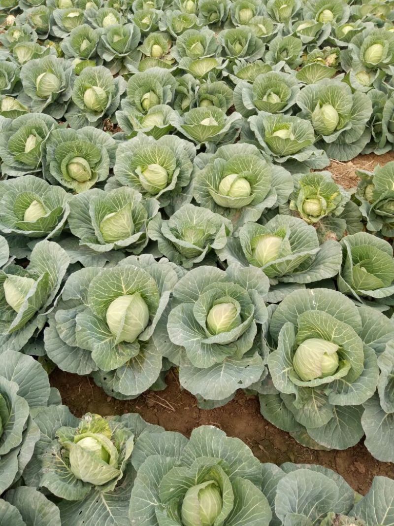 圆包菜河南甘蓝菜，产地新野，货优价廉0.5~1.5公斤