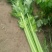 芹菜。夏邑西芹。大中小颗，露天，大棚各种品阶
