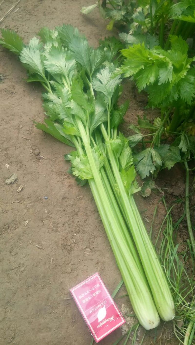 芹菜。夏邑西芹。大中小颗，露天，大棚各种品阶