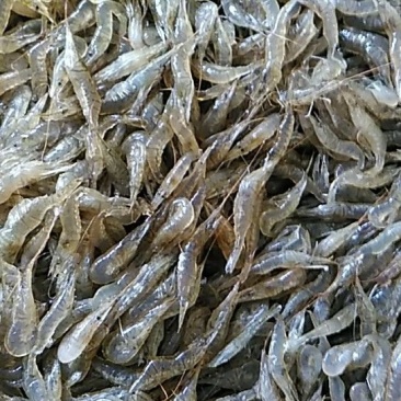青虾活虾8只/kg以下