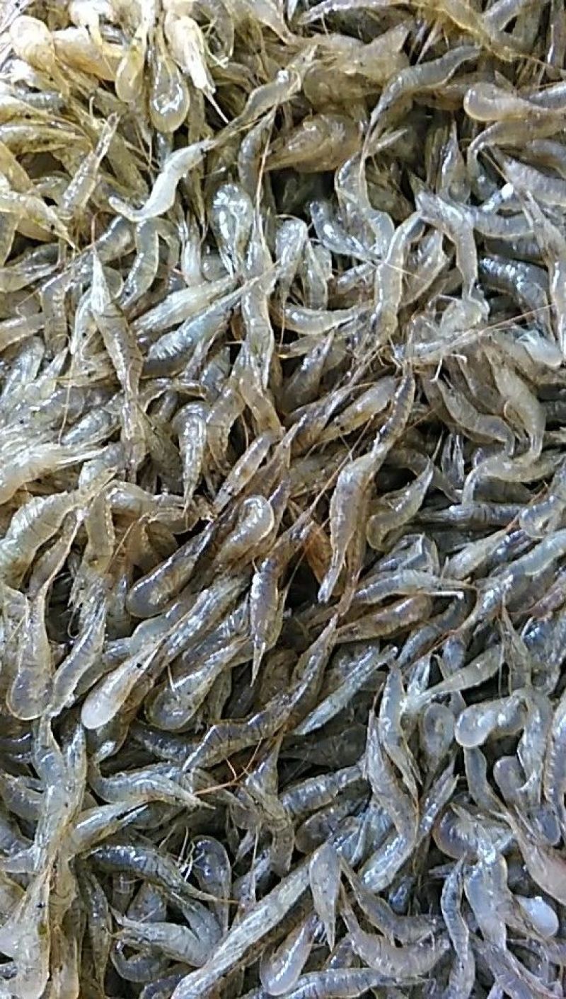 青虾活虾8只/kg以下