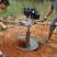 地钻专业打孔种植机栽树施肥打桩挖坑机