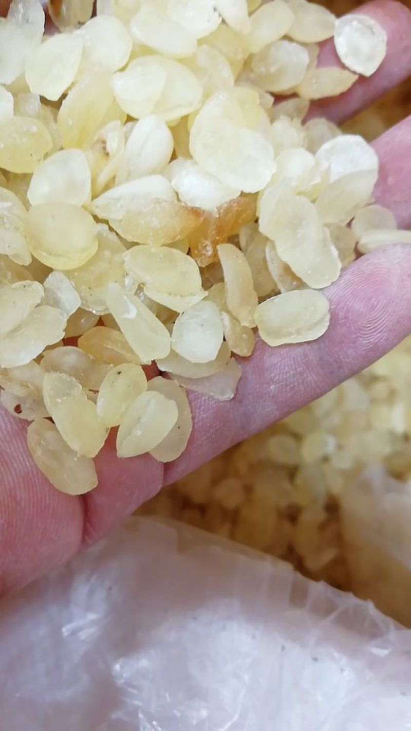 皂角米雪莲子
