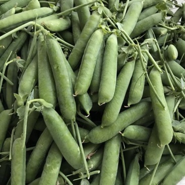长寿仁豌豆饱满