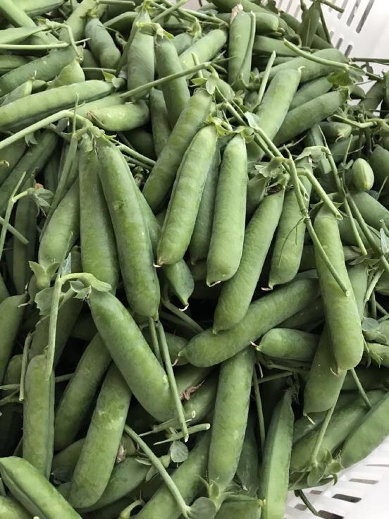 长寿仁豌豆饱满