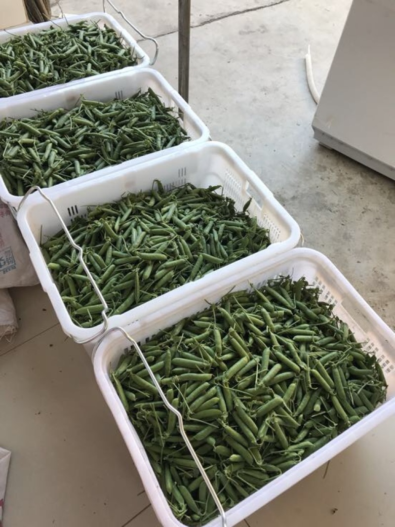 长寿仁豌豆饱满