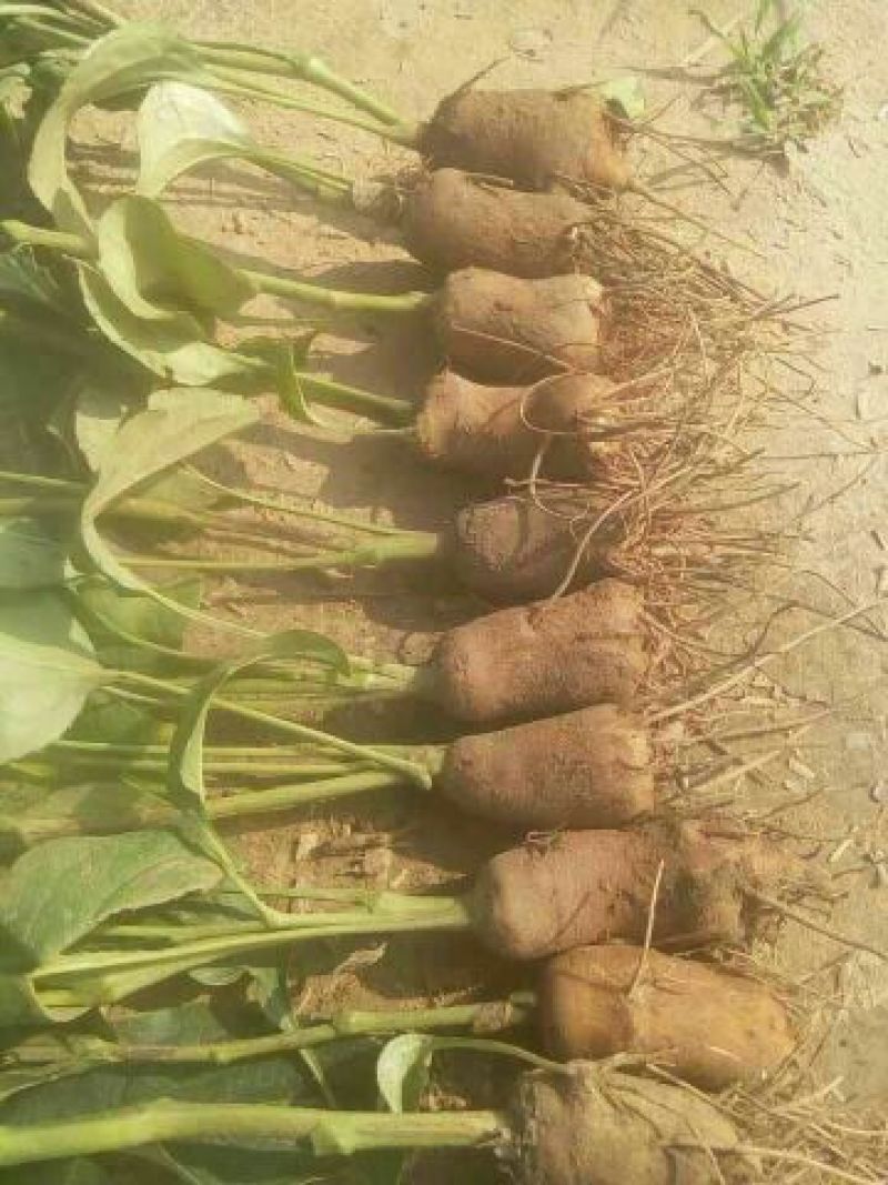 白术种苗10~20cm，一年收好管理，提供技术管理回收