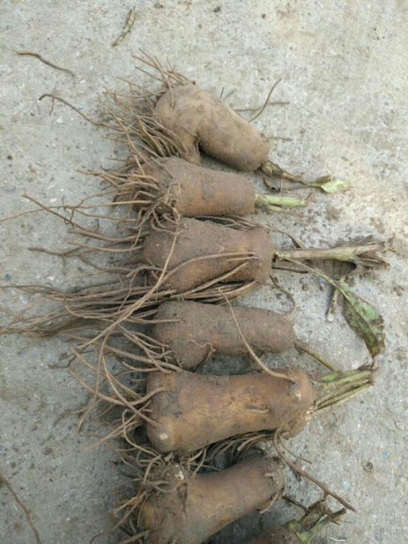 白术种苗10~20cm，一年收好管理，提供技术管理回收
