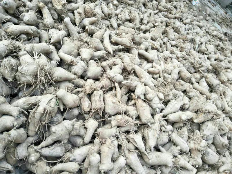 白术种苗10~20cm，一年收好管理，提供技术管理回收
