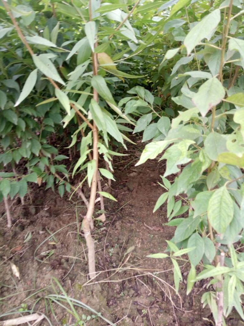 西梅苗基地直销品种纯正可签合同现要现挖提供技术