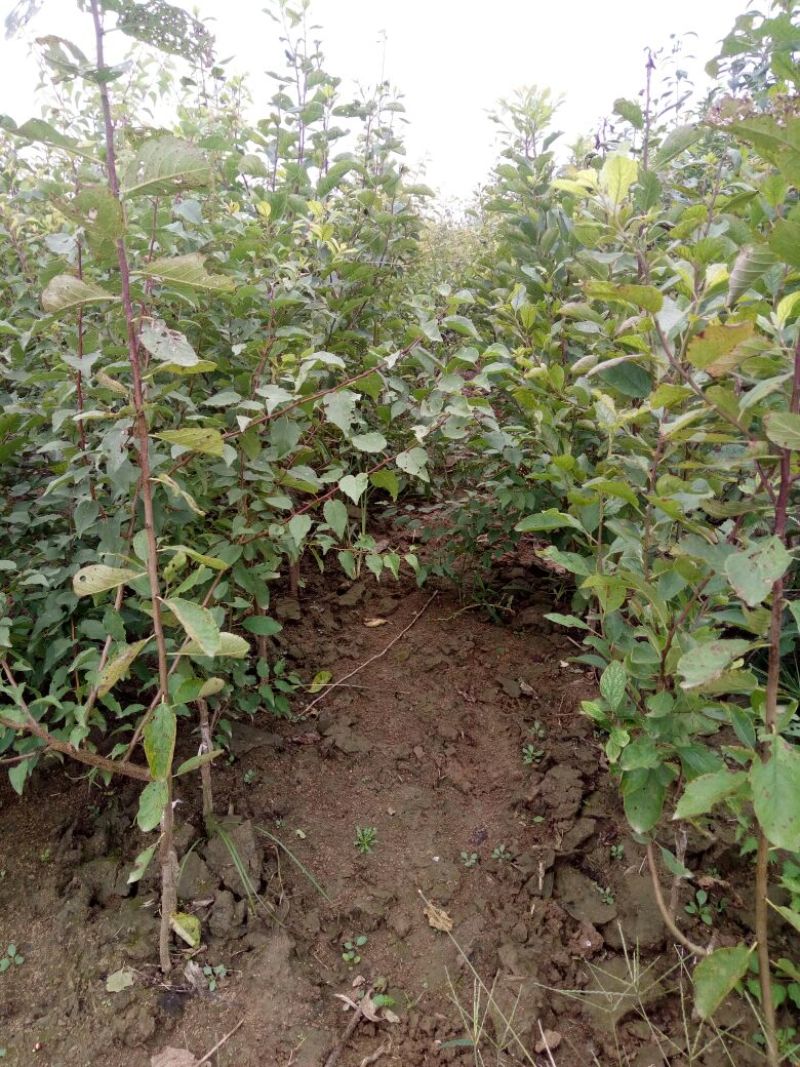 西梅苗基地直销品种纯正可签合同现要现挖提供技术