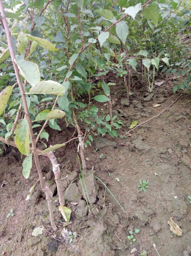 西梅苗基地直销品种纯正可签合同现要现挖提供技术
