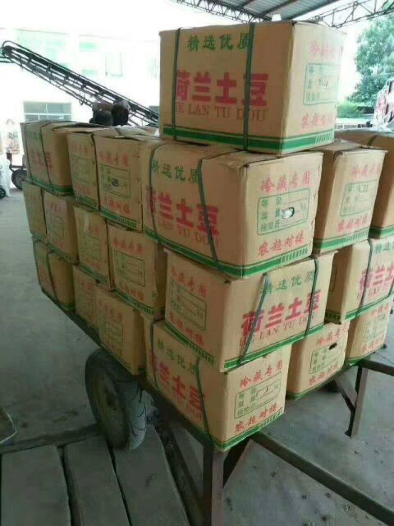山东土豆，荷兰十五土豆产地直销，袋装，箱装，