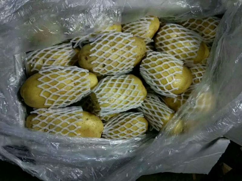 山东土豆，荷兰十五土豆产地直销，袋装，箱装，