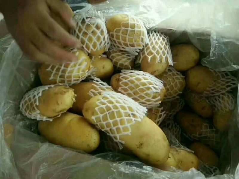 山东土豆，荷兰十五土豆产地直销，袋装，箱装，