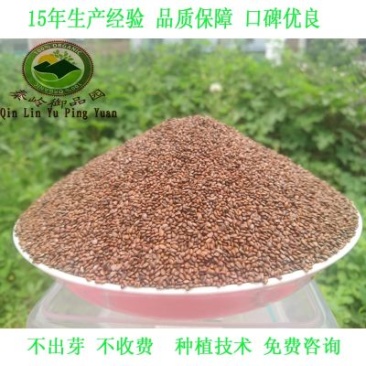 猕猴桃种子猕猴桃籽种植出芽率高
