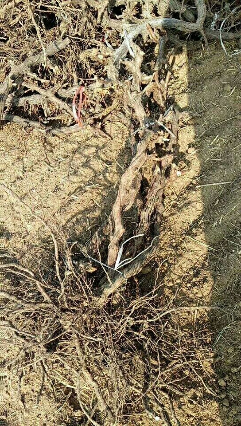 巨峰葡萄苗占地葡萄树