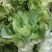 儿菜5两以上毛菜净菜都可以
