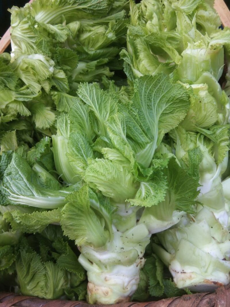 儿菜5两以上毛菜净菜都可以