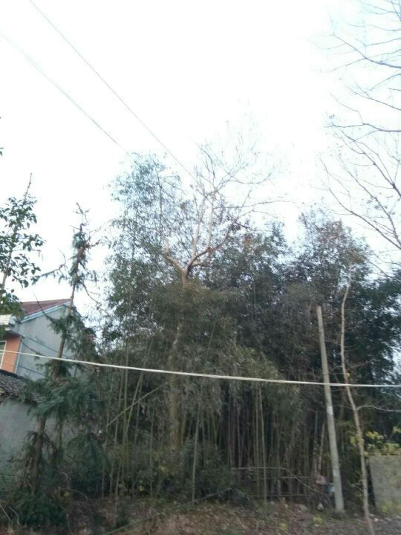 斑竹6~7m