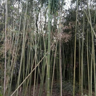 斑竹6~7m