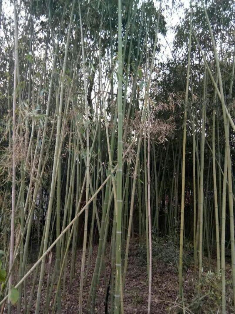 斑竹6~7m