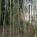 斑竹6~7m