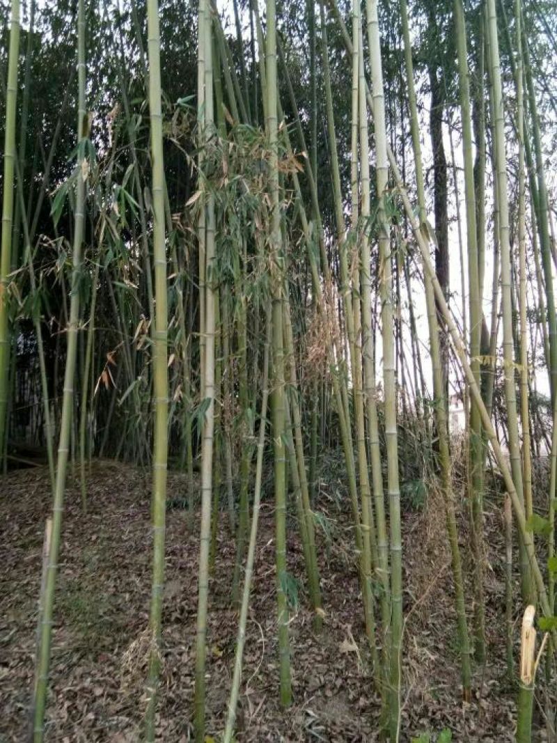 斑竹6~7m