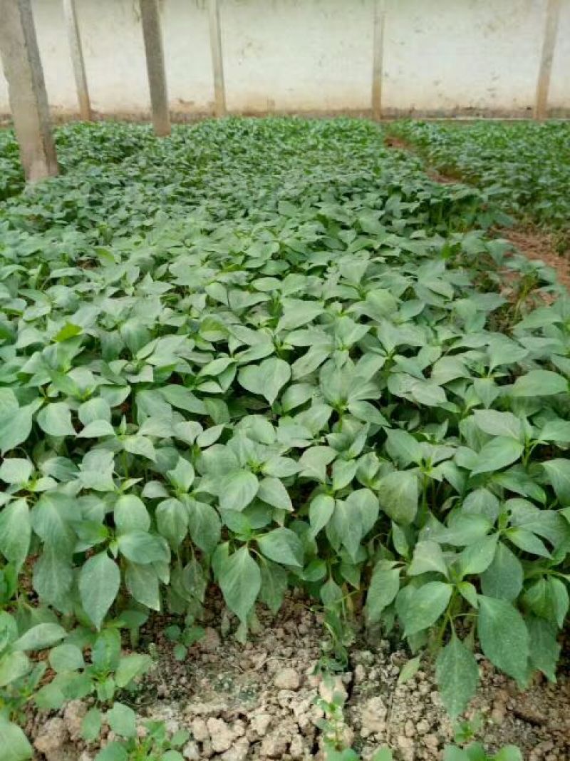 薄皮菜椒苗，泡椒，陇椒