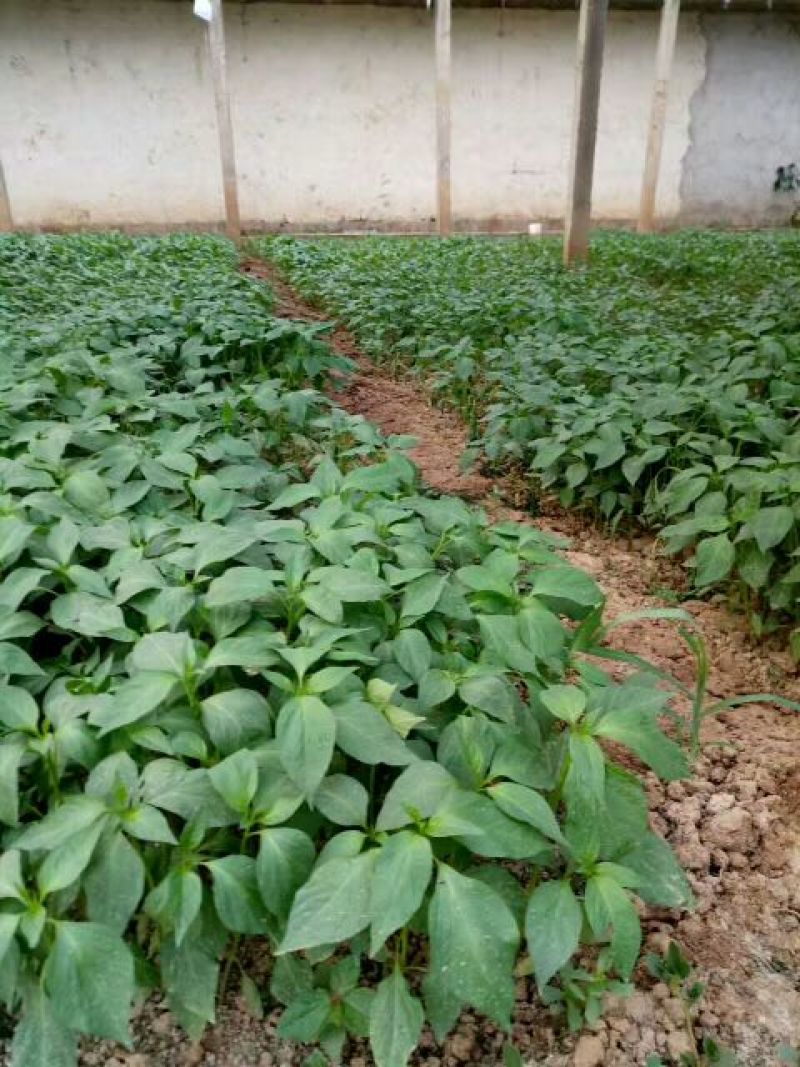 薄皮菜椒苗，泡椒，陇椒