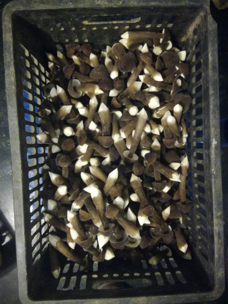 鸡枞菌二级
