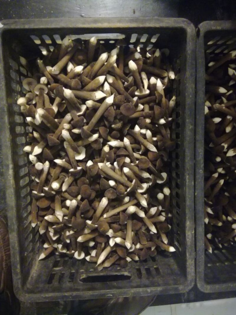 鸡枞菌二级
