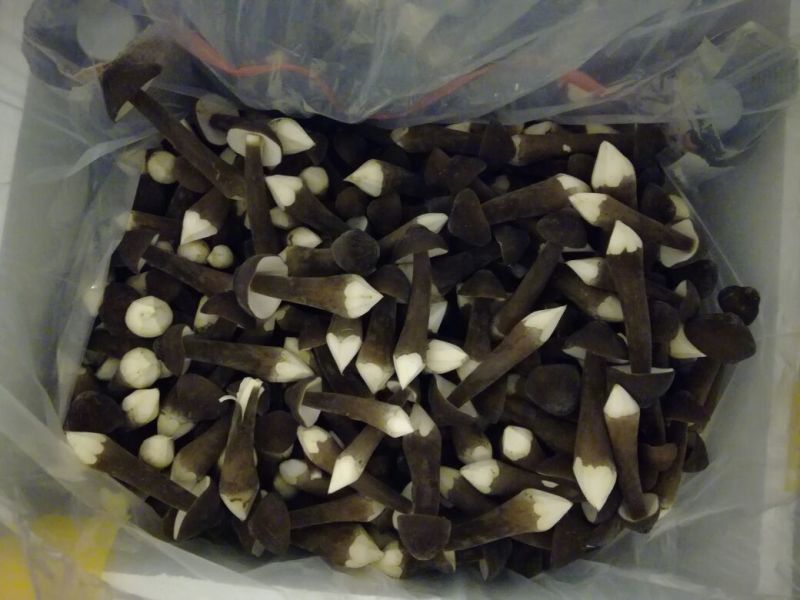 鸡枞菌二级