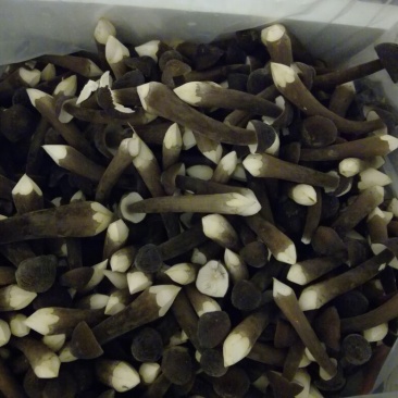 鸡枞菌二级