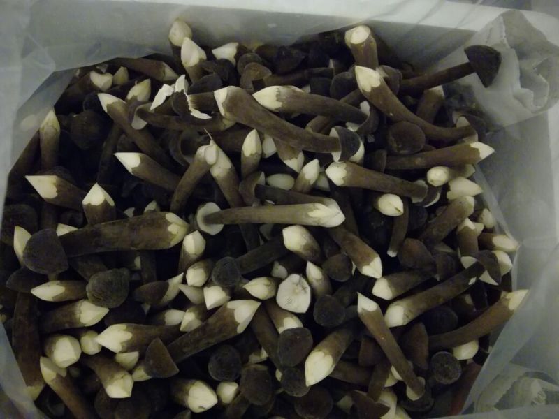 鸡枞菌二级