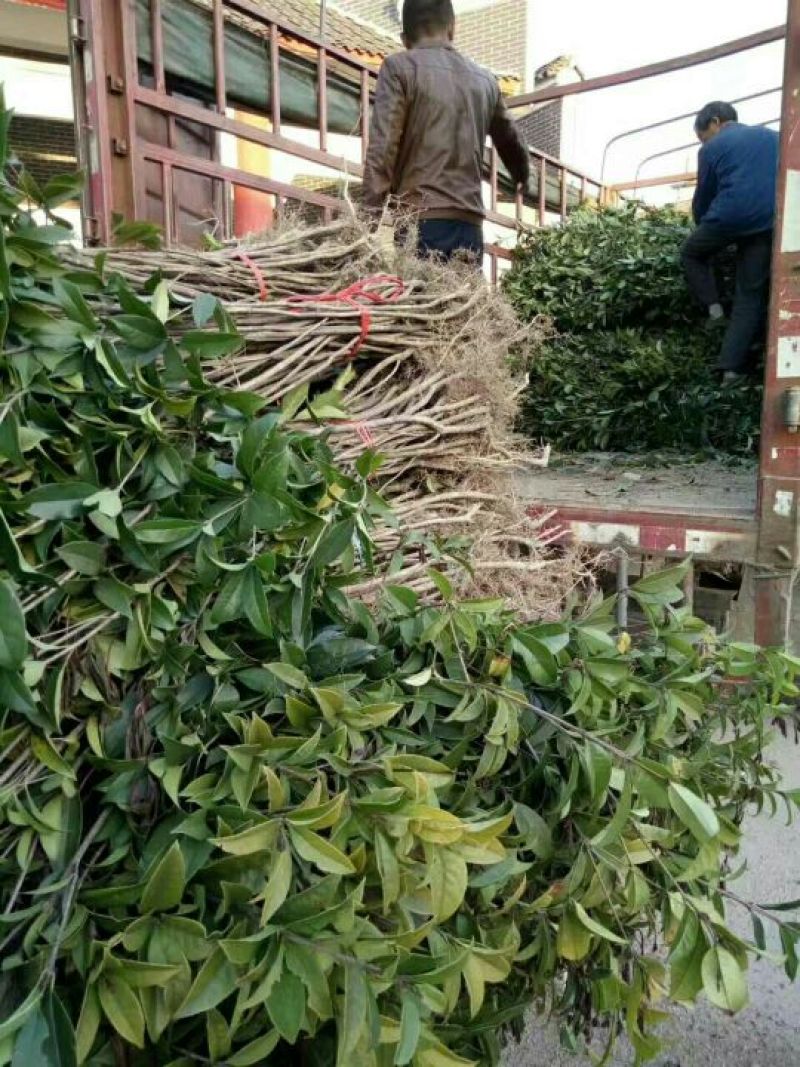 金桂花树苗30~50cm