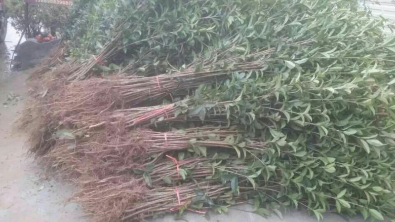 金桂花树苗30~50cm