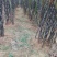 甘蔗4~6斤2.5~4cm2~2.5米