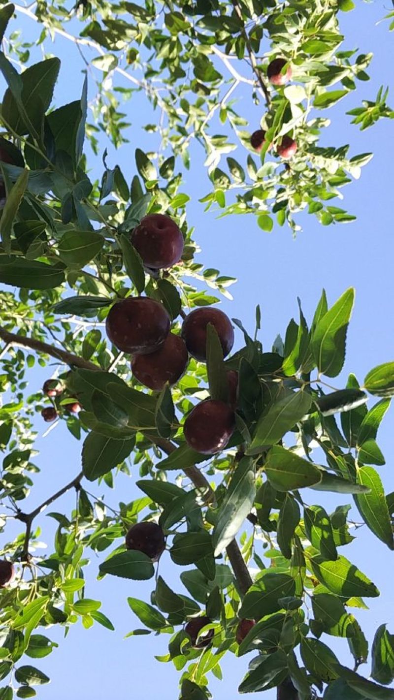 滩枣一级鲜枣