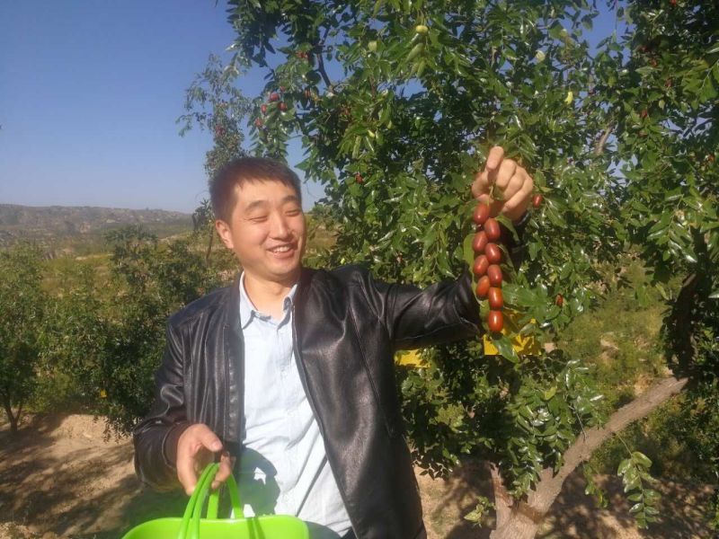 滩枣一级鲜枣