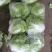 秦杂二号白菜4~6斤净菜