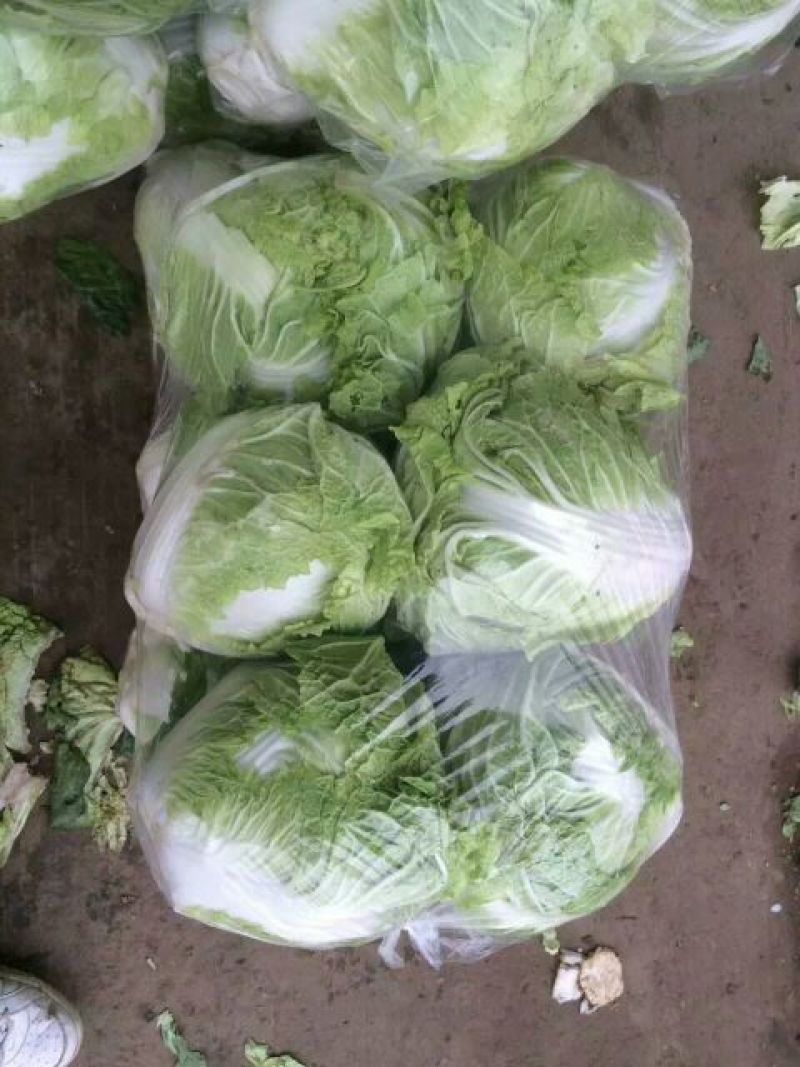 秦杂二号白菜4~6斤净菜