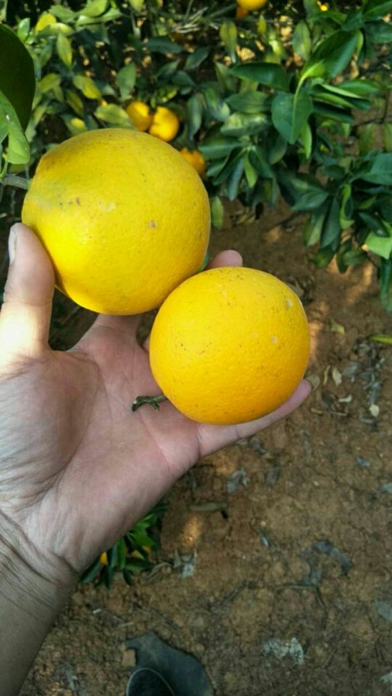 纽荷尔脐橙产地真供本地区大量种植产量大