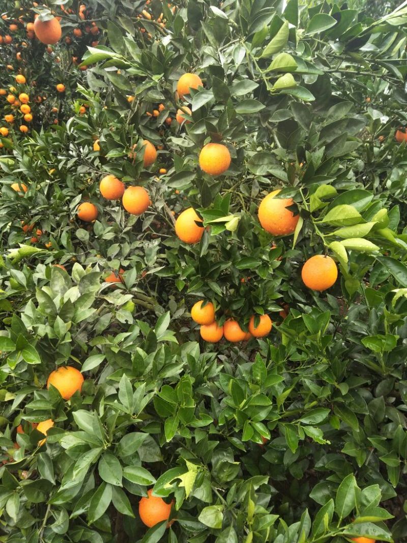 纽荷尔脐橙产地真供本地区大量种植产量大