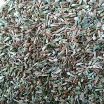 牛膝种子